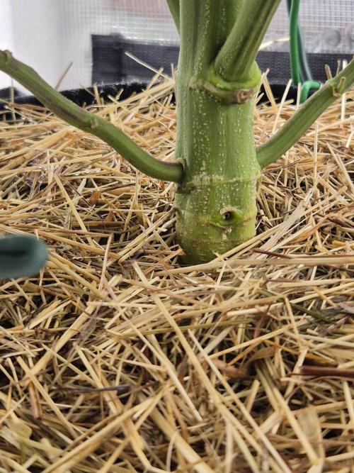 Frozen Marker. Week 11