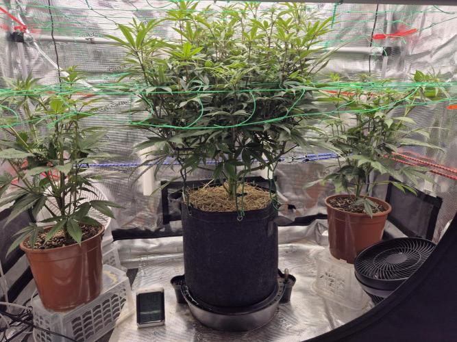 Frozen Marker. Week 11