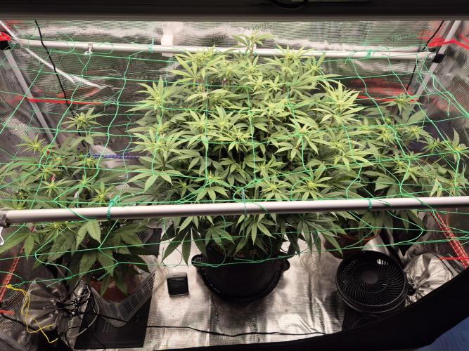 Frozen Marker. Week 11