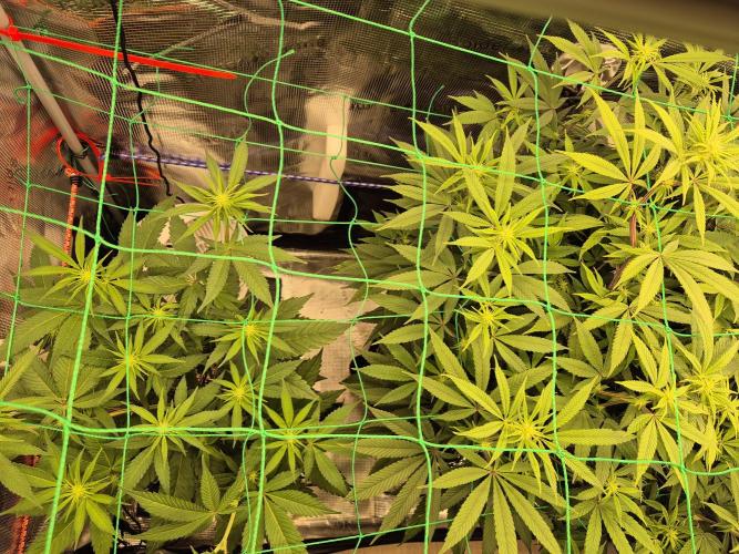 Frozen Marker. Week 11