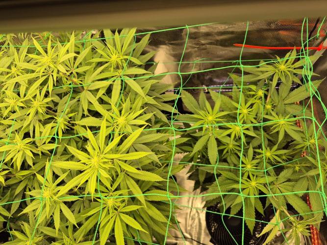 Frozen Marker. Week 11