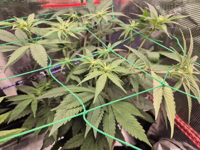 Frozen Marker. Week 11