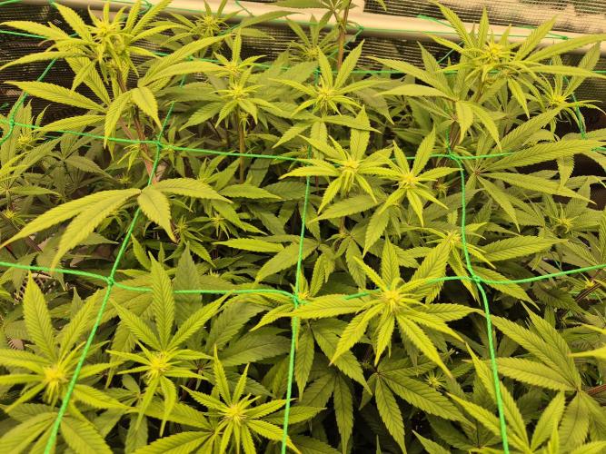 Frozen Marker. Week 11