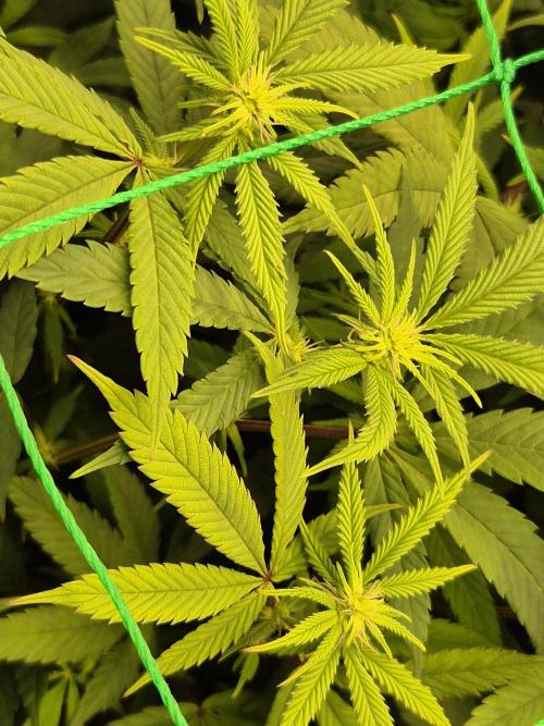 Frozen Marker. Week 11