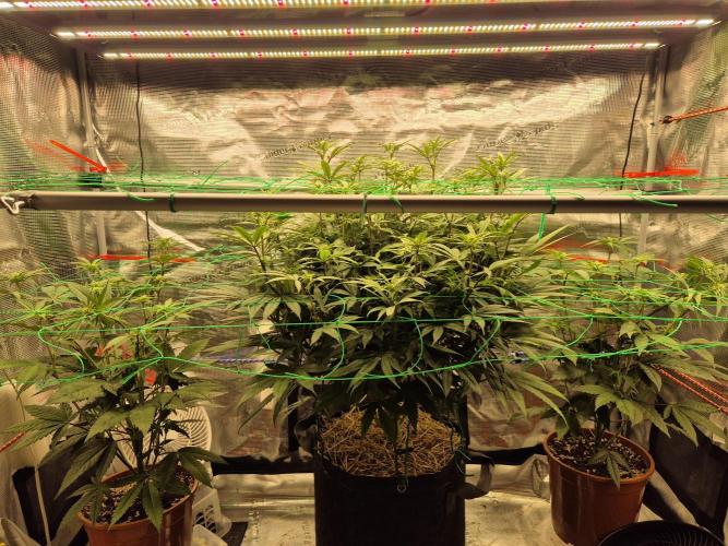 Frozen Marker. Week 11