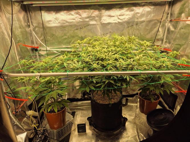 Frozen Marker. Week 12