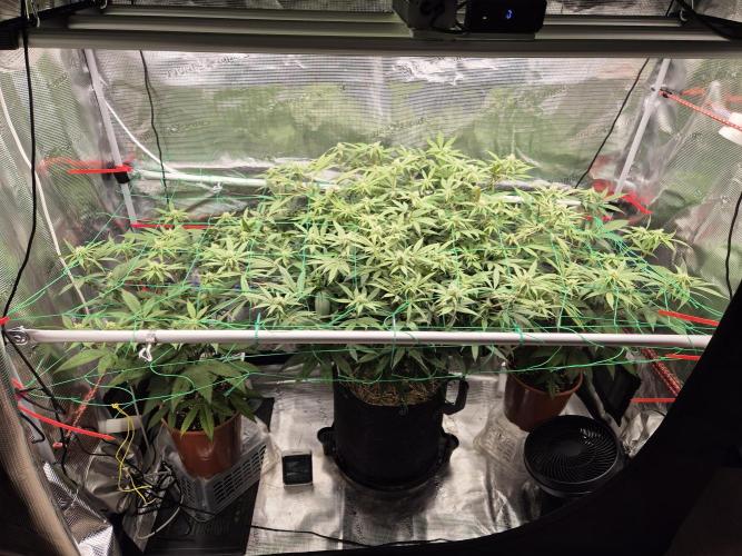 Frozen Marker. Week 12