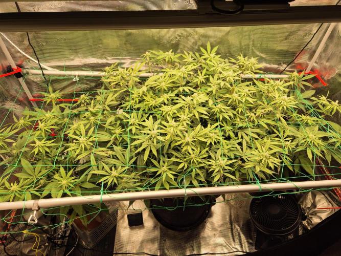 Frozen Marker. Week 12