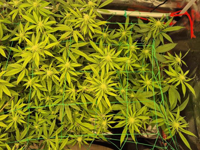 Frozen Marker. Week 12