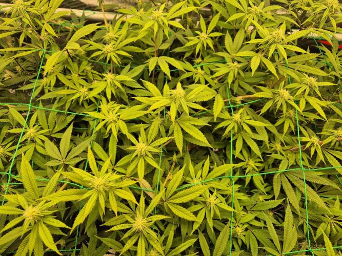 Frozen Marker. Week 12