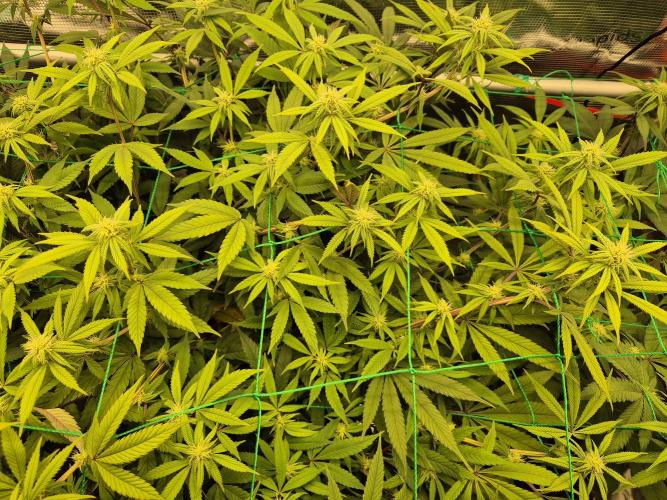 Frozen Marker. Week 12