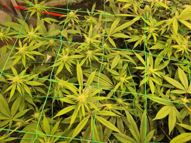 Frozen Marker. Week 12