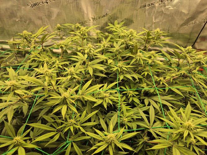 Frozen Marker. Week 12