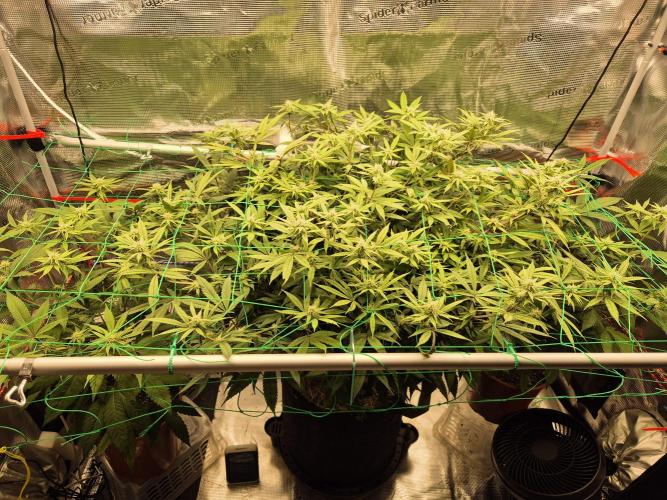 Frozen Marker. Week 12