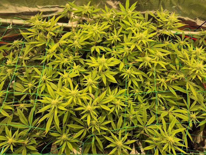 Frozen Marker. Week 12