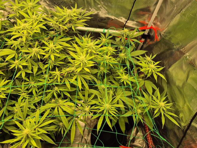 Frozen Marker. Week 12