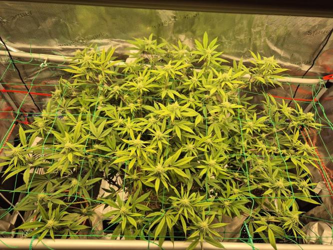 Frozen Marker. Week 12