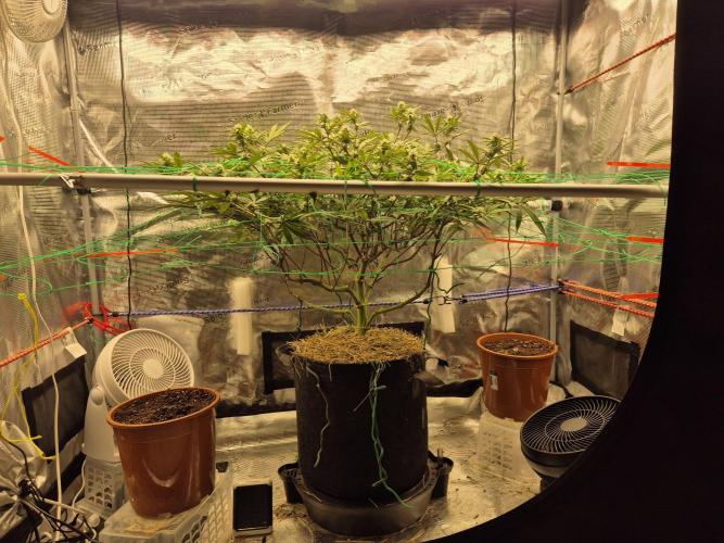 Frozen Marker. Week 13