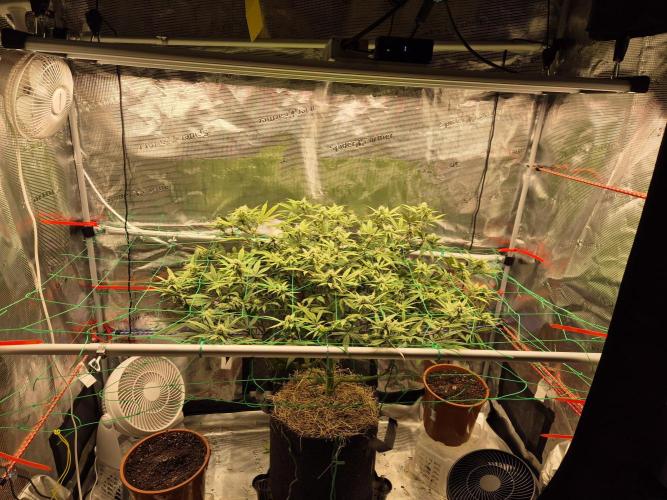 Frozen Marker. Week 13