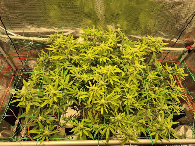 Frozen Marker. Week 13