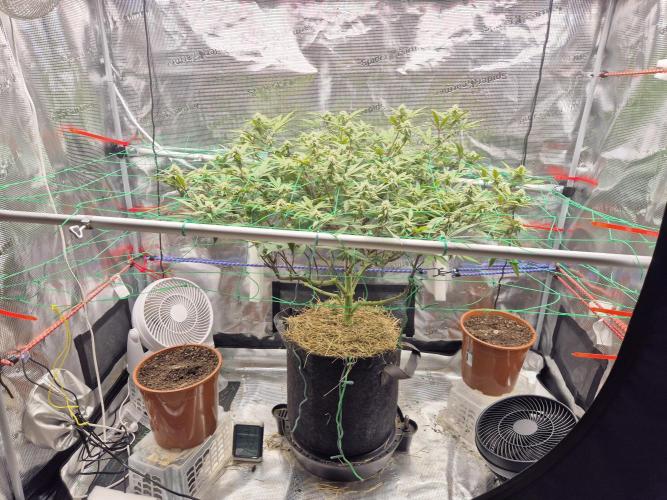 Frozen Marker. Week 13