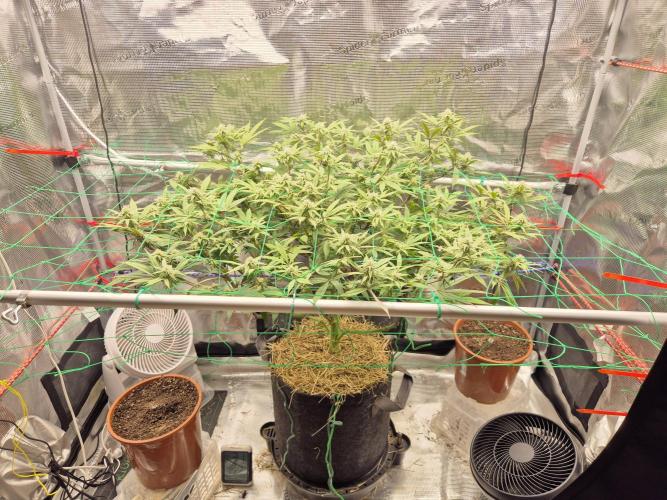 Frozen Marker. Week 13