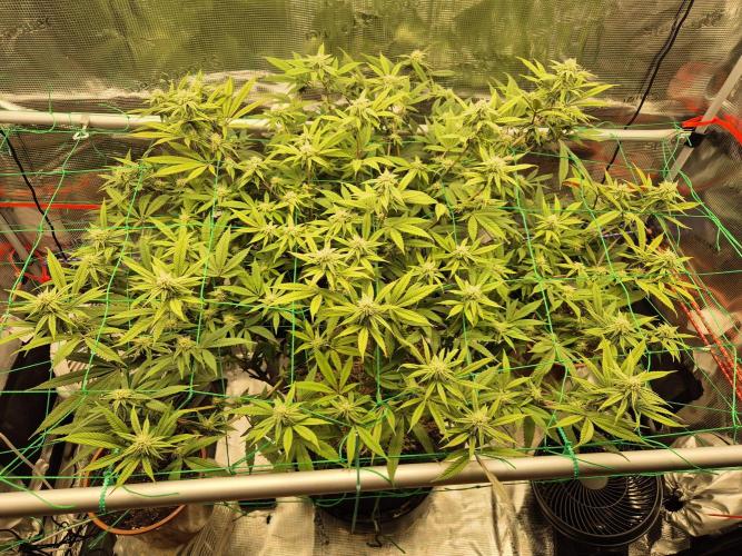 Frozen Marker. Week 13