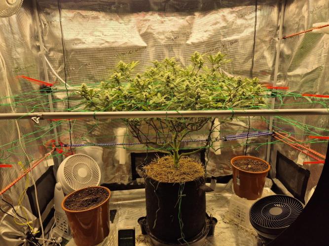 Frozen Marker. Week 13