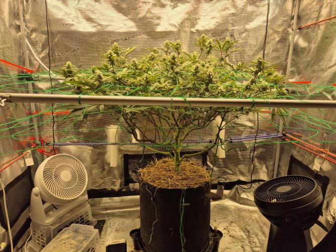 Frozen Marker. Week 13