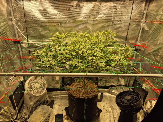 Frozen Marker. Week 13