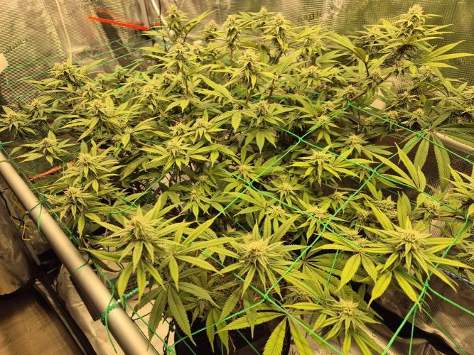 Frozen Marker. Week 13