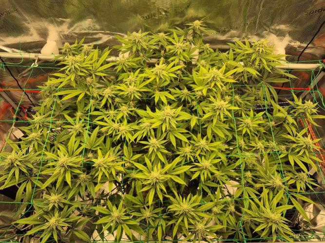 Frozen Marker. Week 13