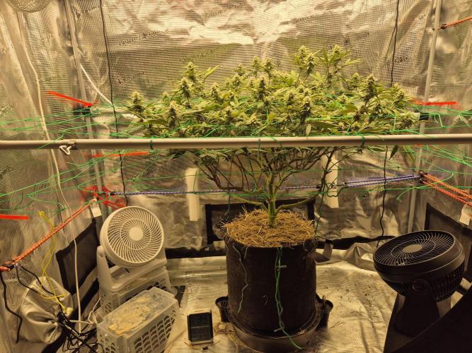 Frozen Marker. Week 13