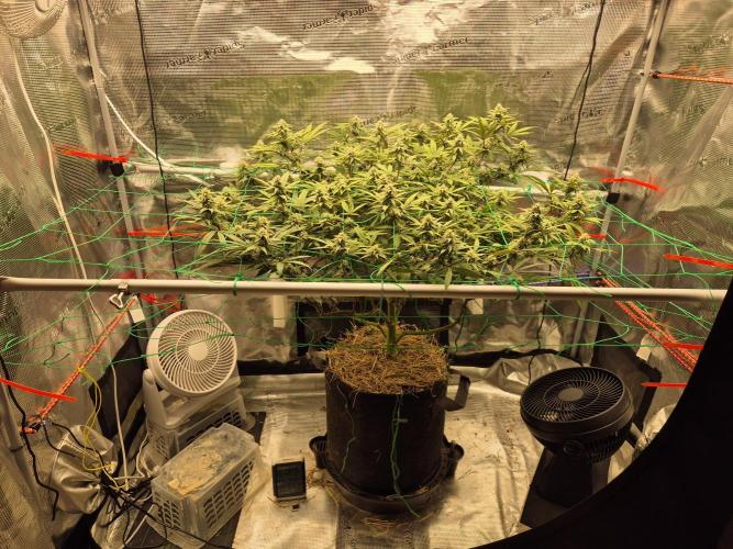 Frozen Marker. Week 13