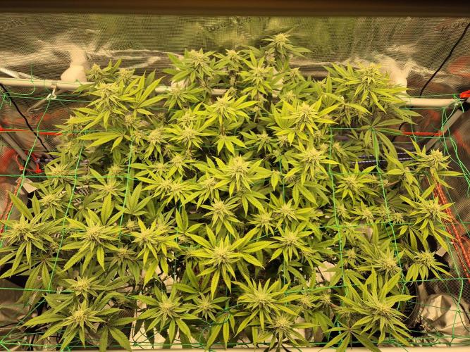 Frozen Marker. Week 13