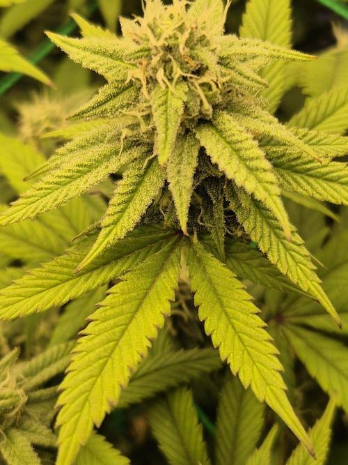 Frozen Marker. Week 14