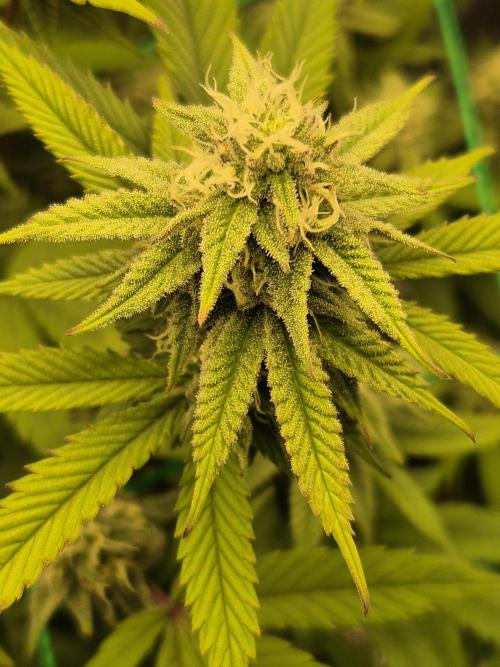 Frozen Marker. Week 14