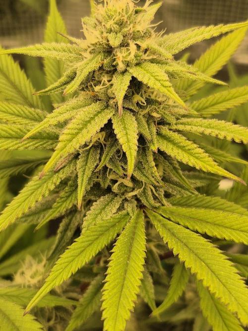 Frozen Marker. Week 14