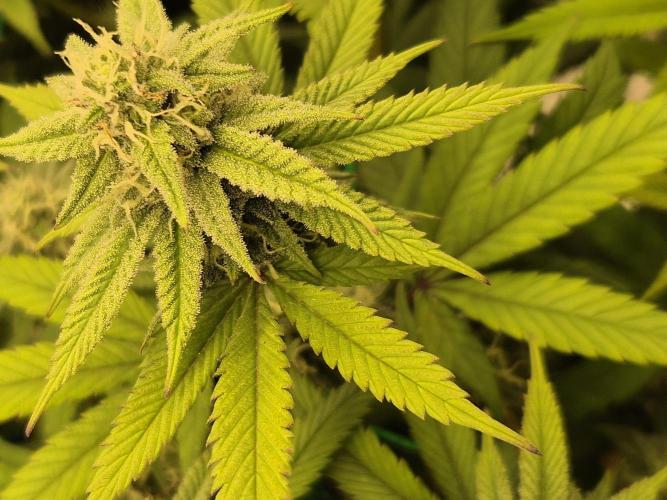 Frozen Marker. Week 14