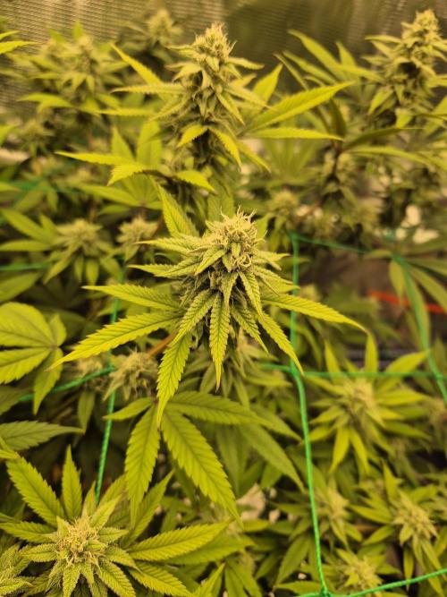 Frozen Marker. Week 14