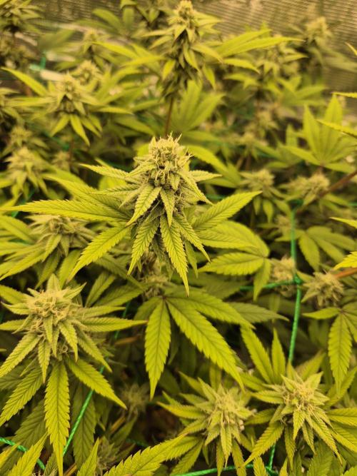 Frozen Marker. Week 14