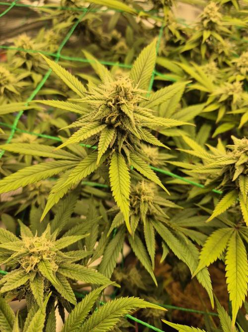 Frozen Marker. Week 14