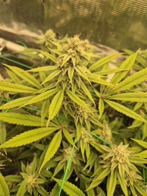 Frozen Marker. Week 14