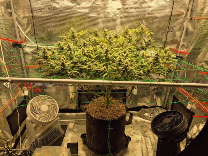 Frozen Marker. Week 14