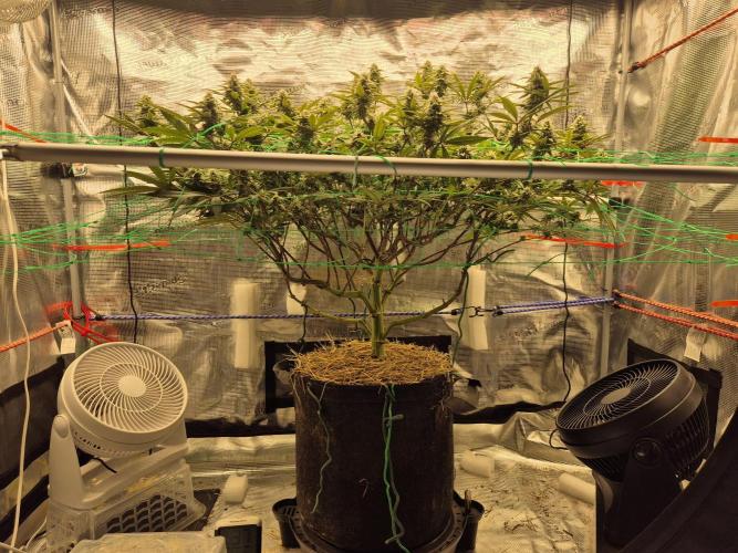 Frozen Marker. Week 14