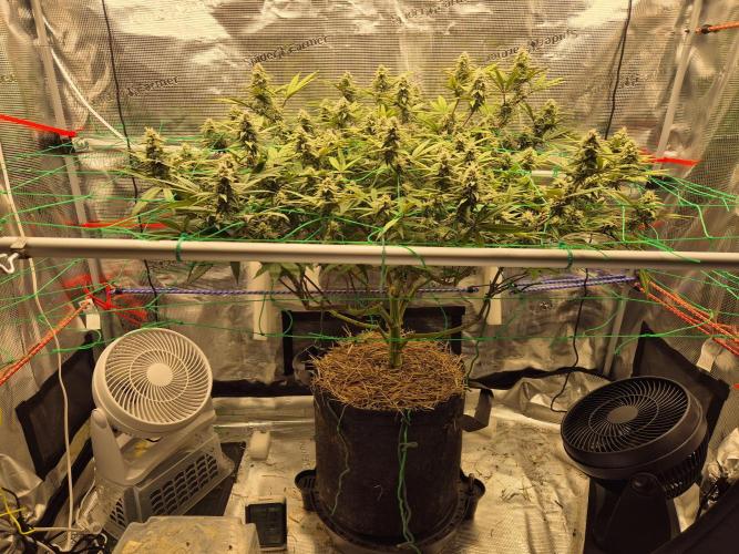 Frozen Marker. Week 14