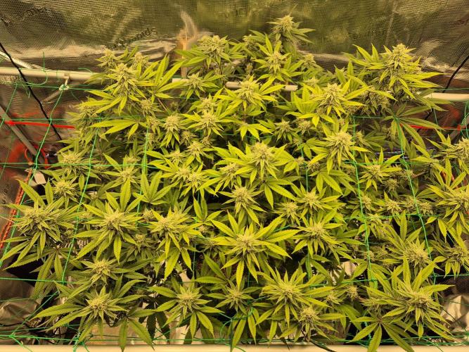 Frozen Marker. Week 14