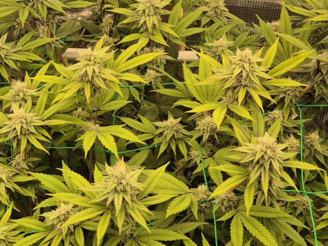 Frozen Marker. Week 14