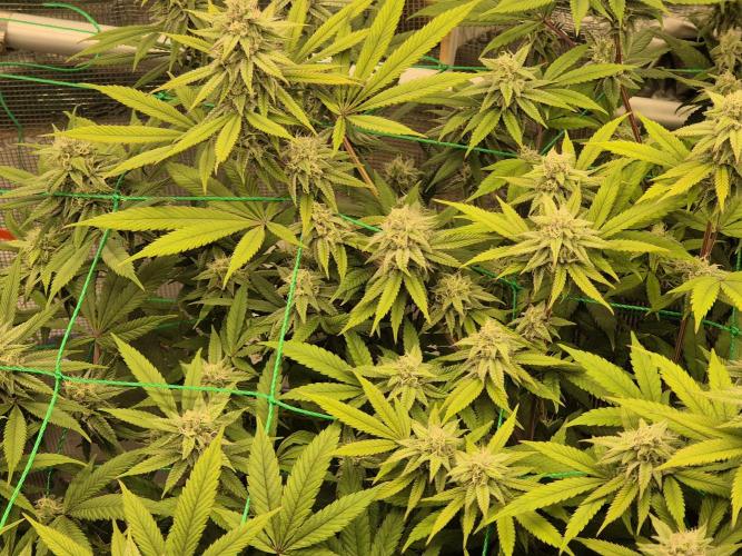 Frozen Marker. Week 14