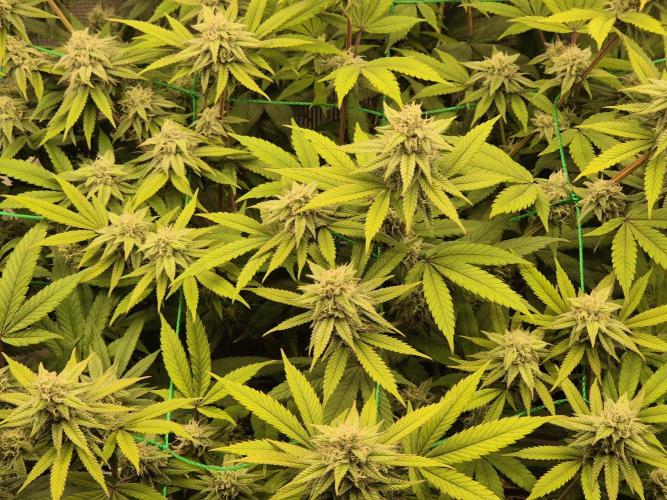 Frozen Marker. Week 14